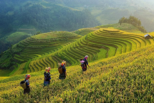 7D6N Magical Mu Cang Chai & Stunning Sapa Tour - photo 12